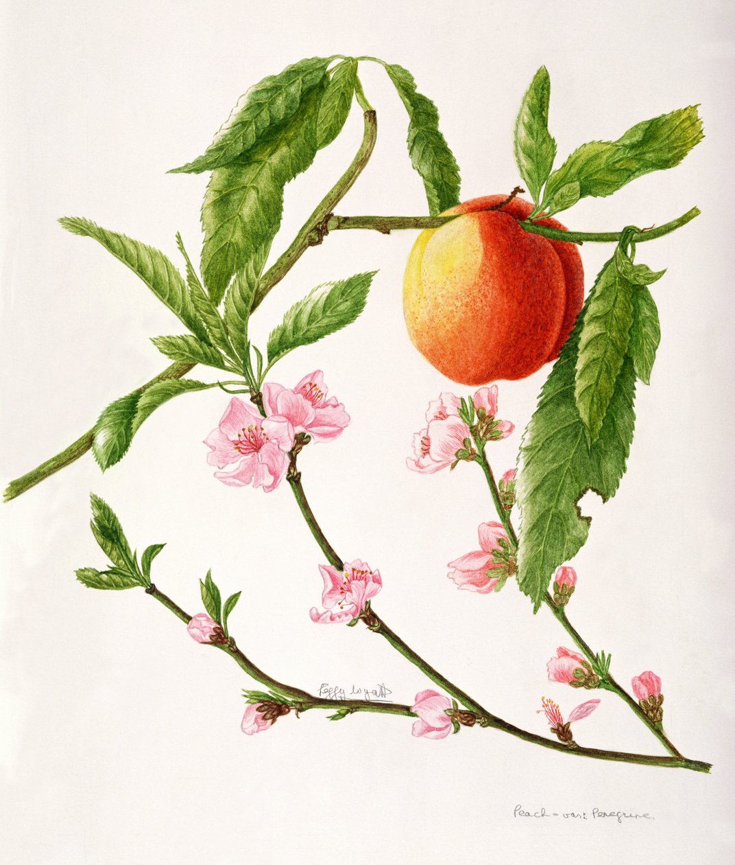 Peach var: Peregrine (akvarel) af Peggy Wyatt