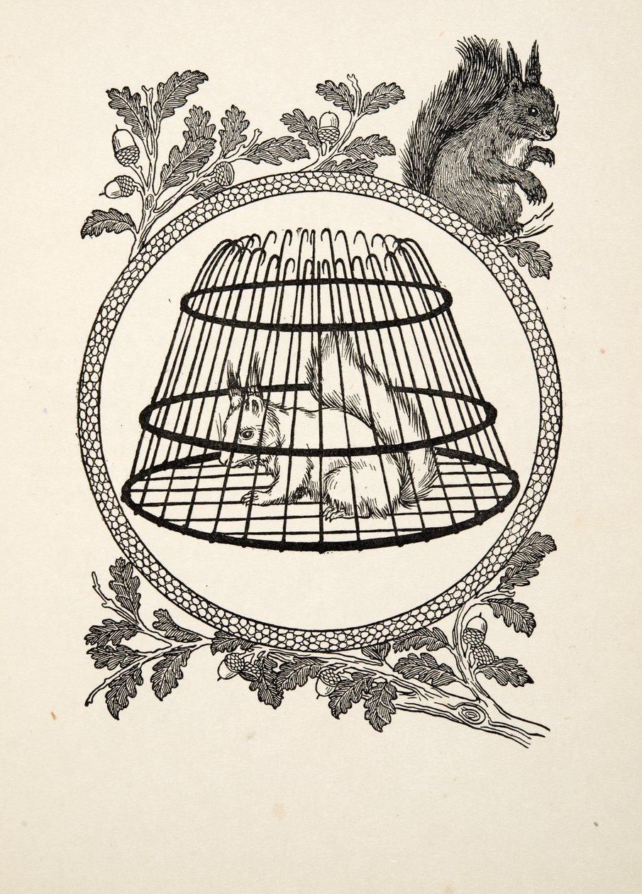 A Refugee Squirrel, fra A Hundred Anecdotes of Animals, pub. 1924 af Percy J. Billingshurst