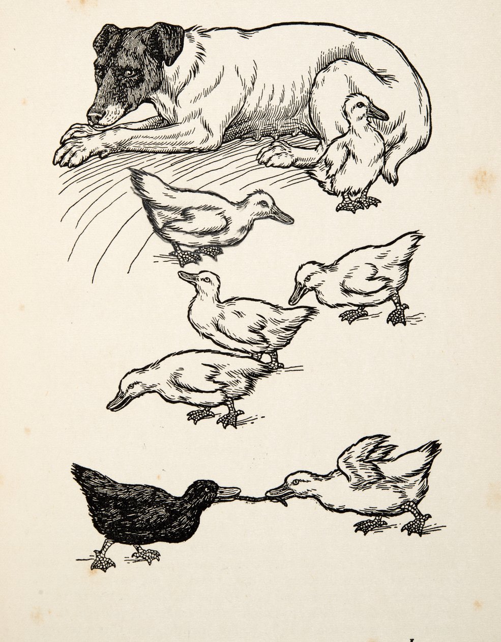 A Singular Foster-Mother, fra A Hundred Anecdotes of Animals, udgivet af A Hundred Anecdotes of Animals, pub. 1924 af Percy J. Billingshurst