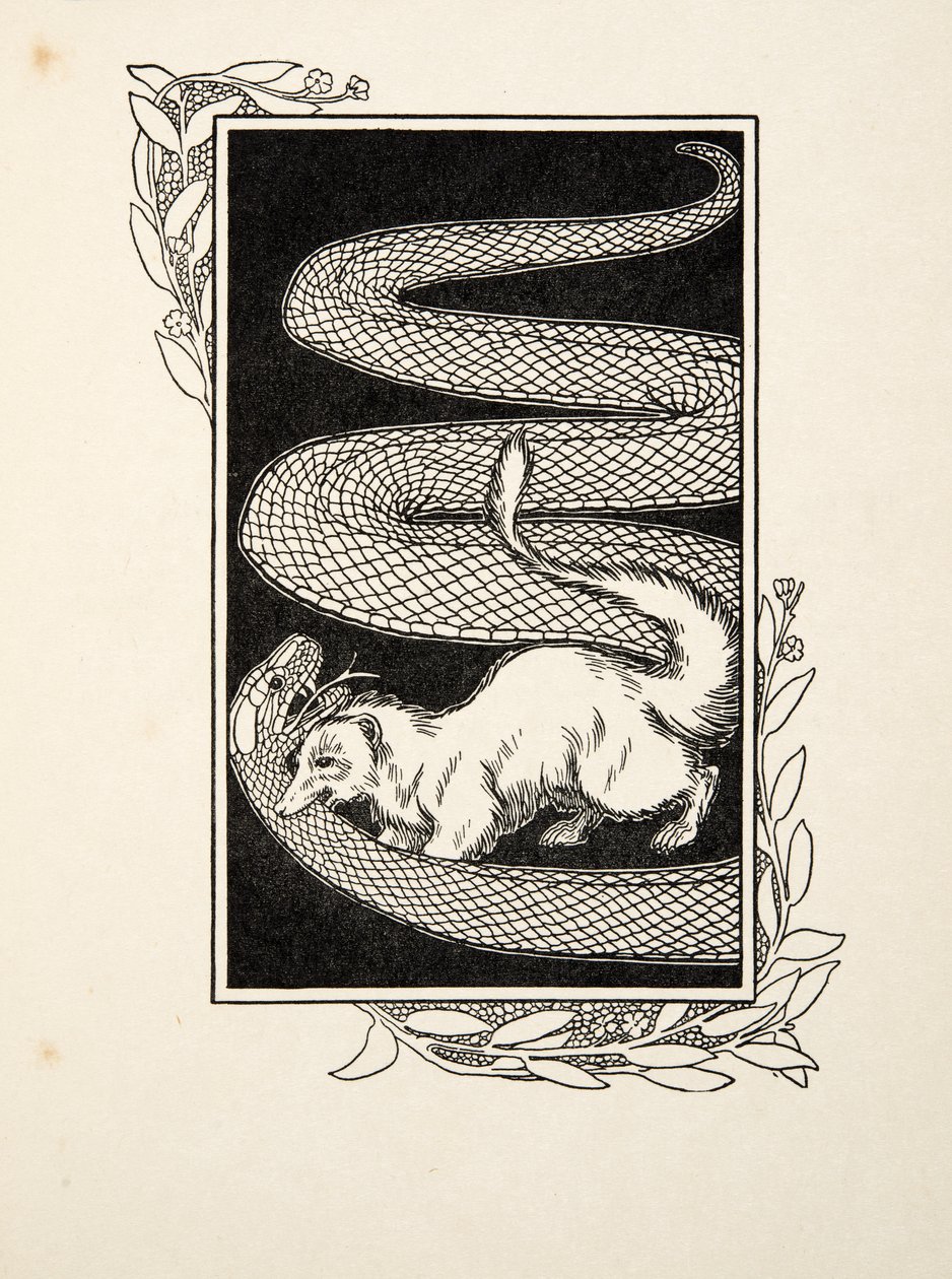 Snake Destroyers, fra A Hundred Anecdotes of Animals, pub. 1924 (gravering) af Percy J. Billingshurst