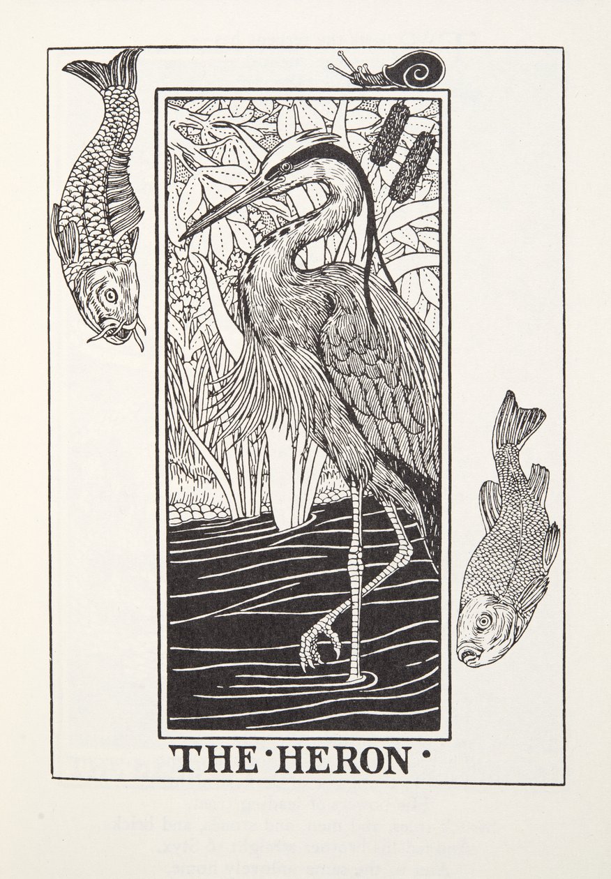 The Heron, fra Fontaine Fables, pub. 1905 (gravering) af Percy J. Billingshurst