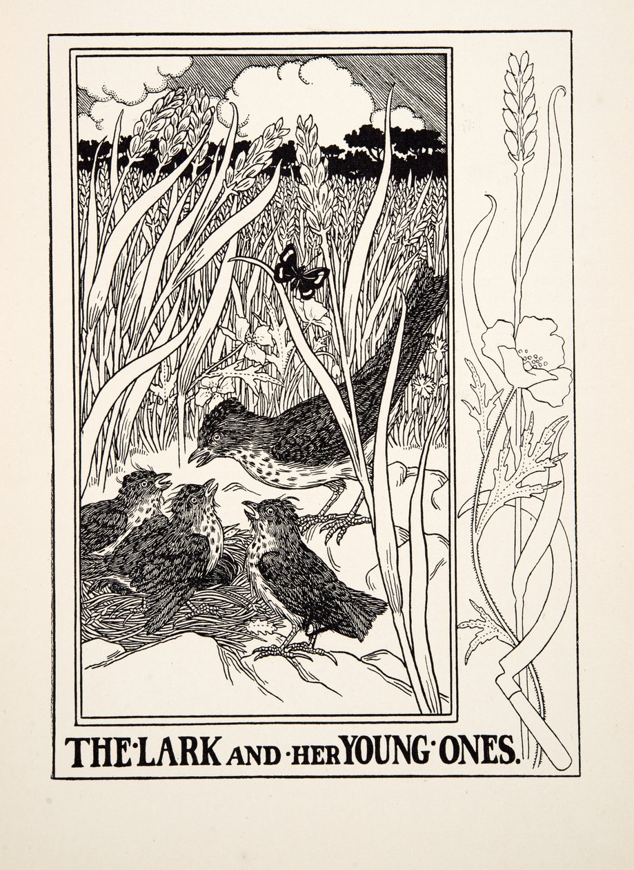 Lærken og hendes unge, fra A Hundred Fables of Aesop, pub.1903 (gravering) af Percy J. Billingshurst