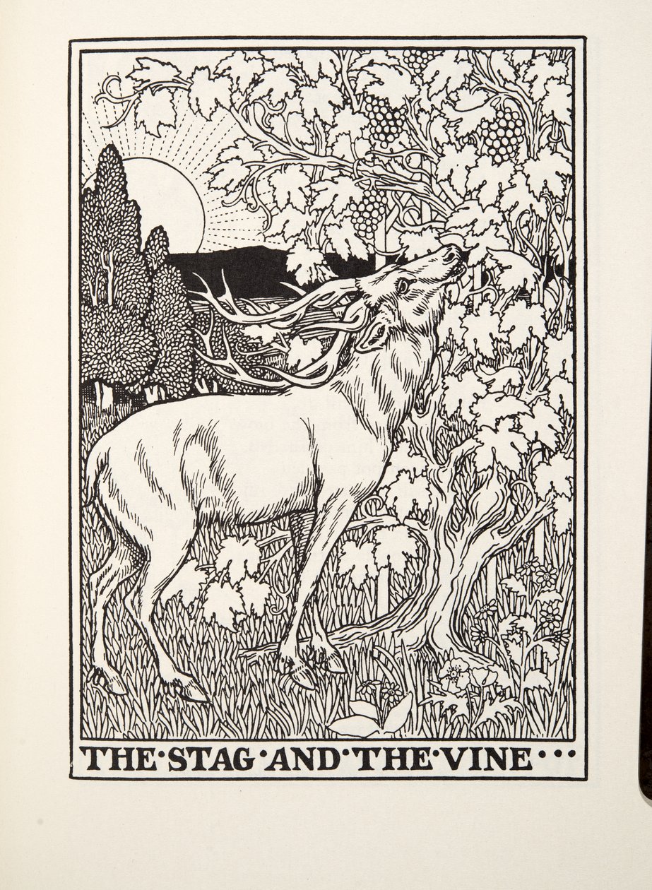 The Stag and the Vine, fra Fontaine Fables, pub. 1905 af Percy J. Billingshurst