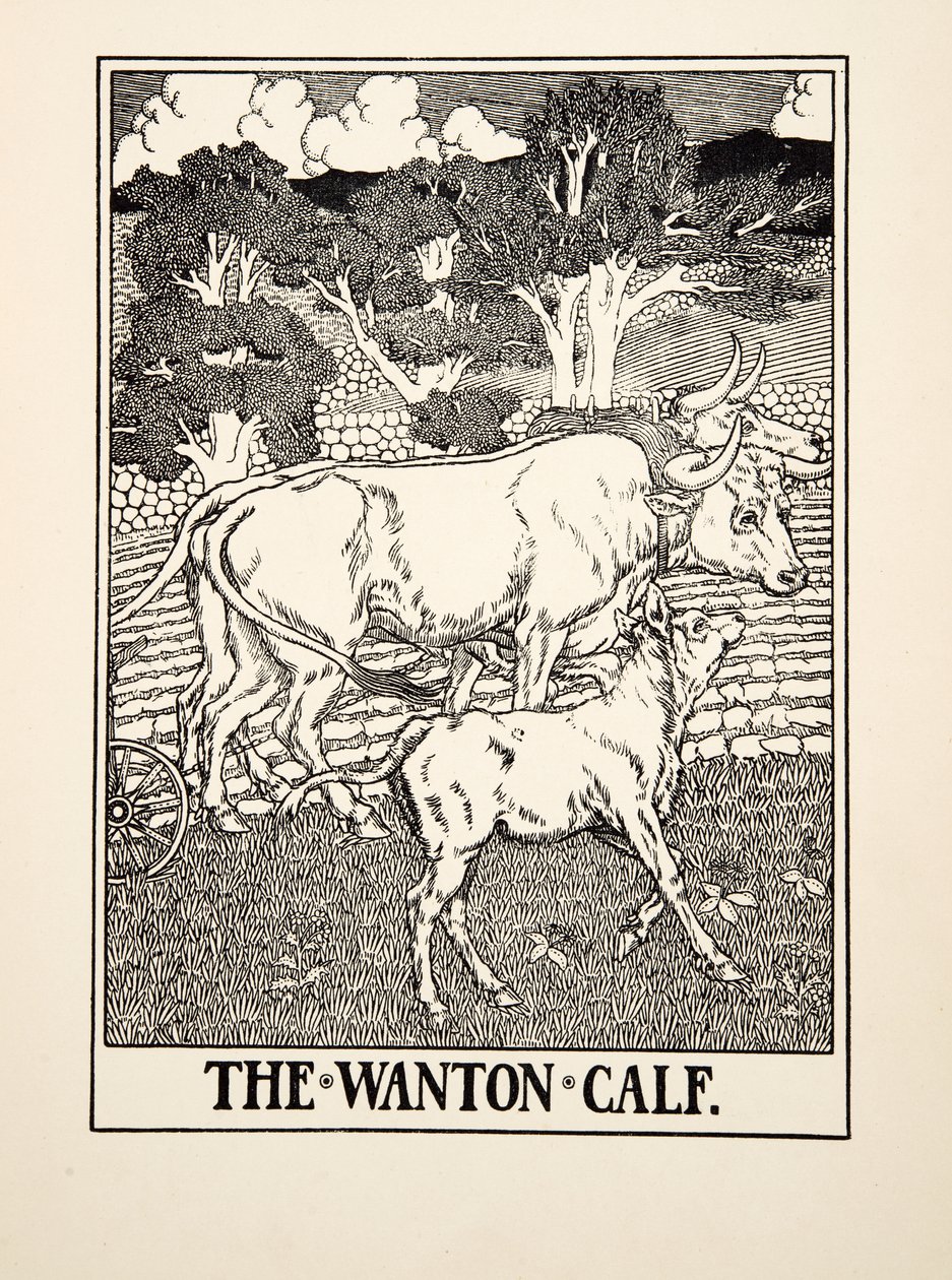 The Wanton Calf, fra A Hundred Fables of Aesop, pub.1903 af Percy J. Billingshurst