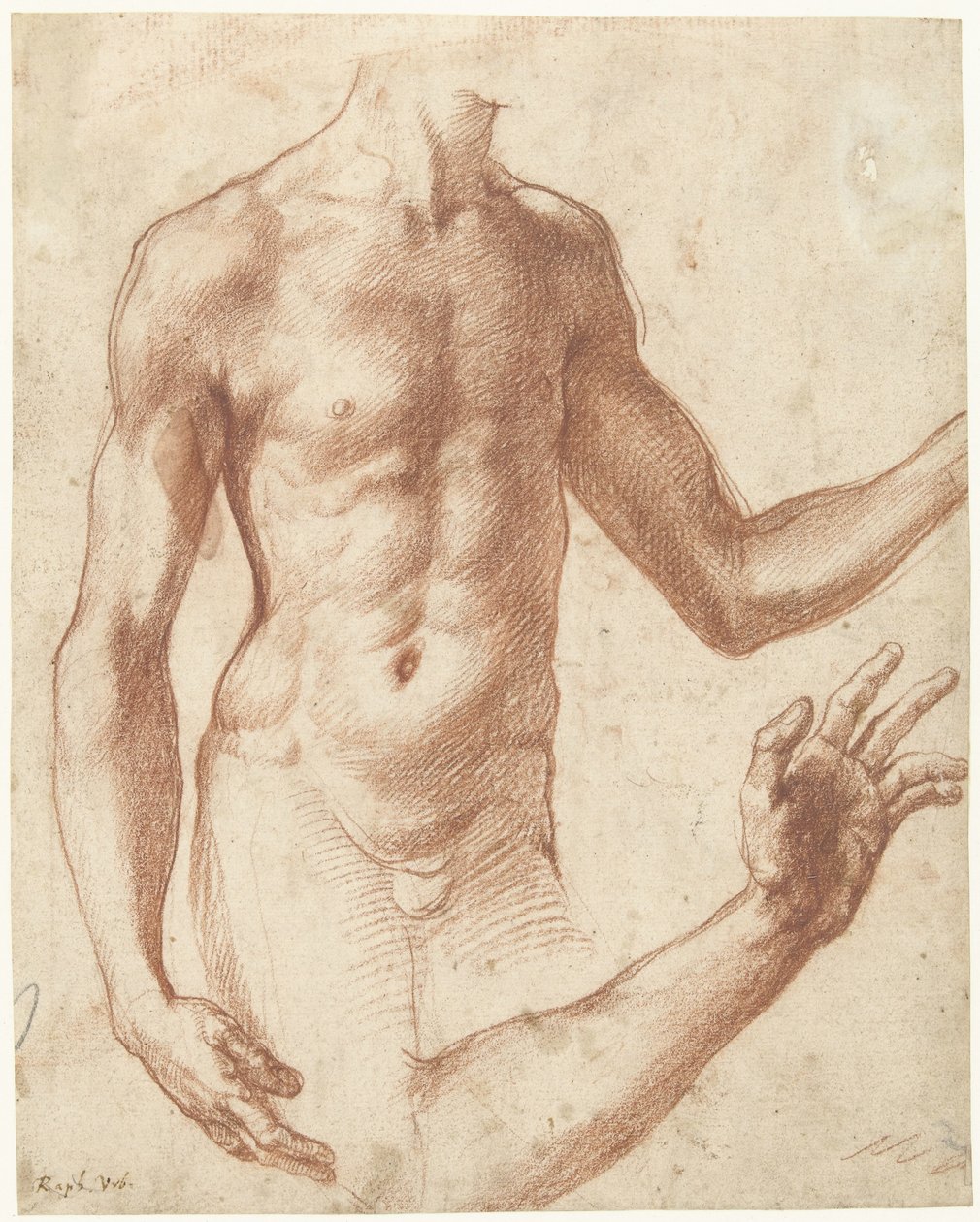 Studie af en torso Studie af en ung mands torso af Perino del Vaga