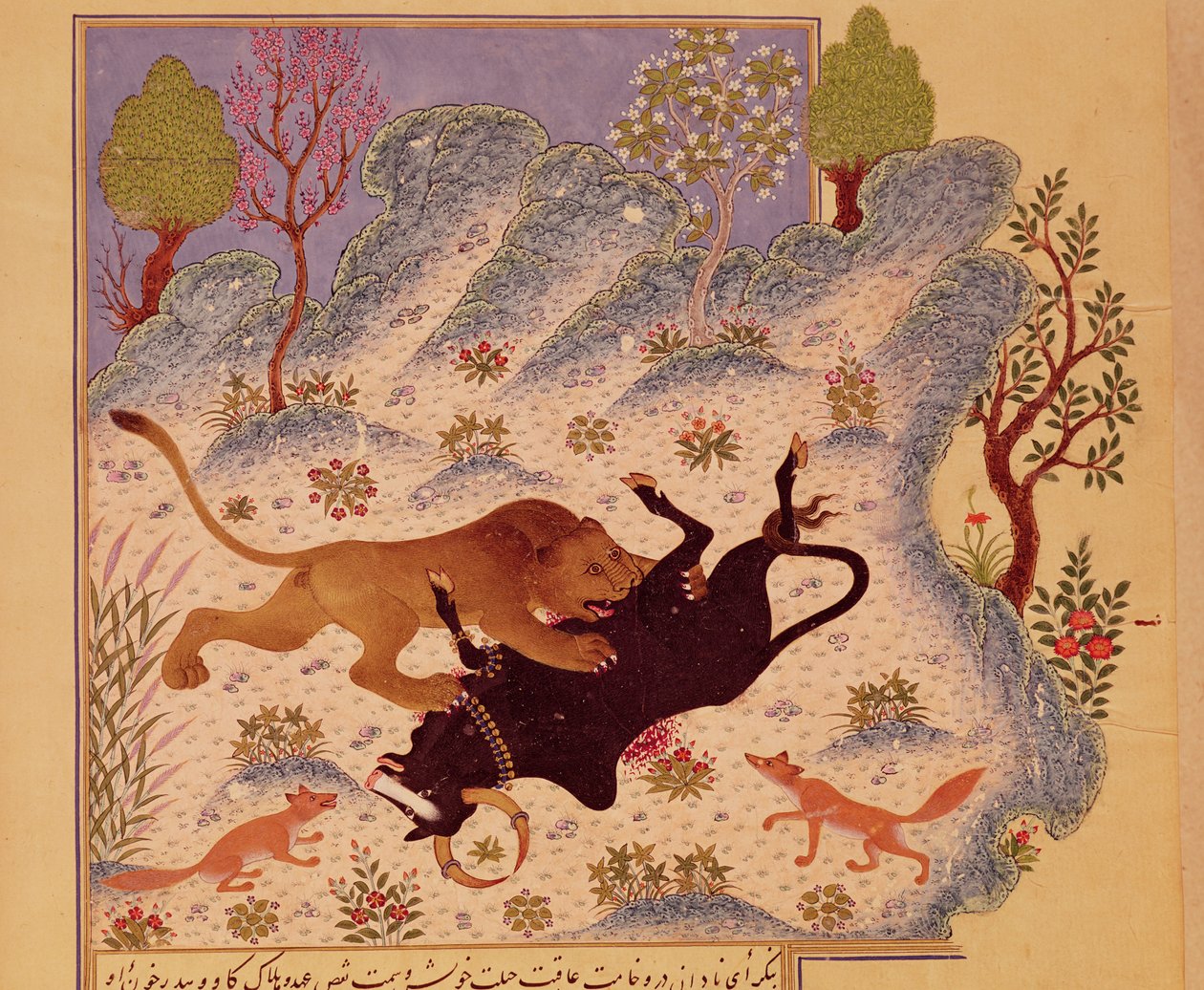 En løve, der angriber og dræber en tyr, fra et Kabila wa Dimna-manuskript (gouache på papir) af Persian School
