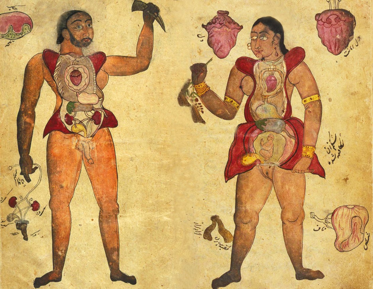 Anatomisk illustration af en mand og en kvinde, der holder deres egne indre organer, udgivet i Tibb-i Akbar, "The medicine of Akbar" ca. 1700 af Persian School