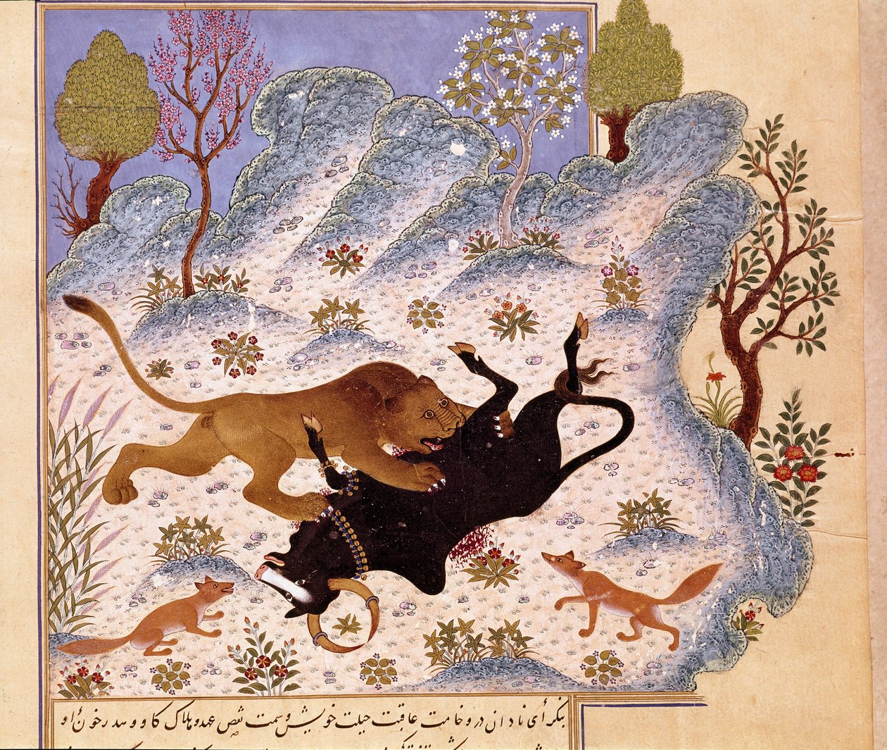 Løve angriber en tyr Page of a Kalila og Dimna af Persian School