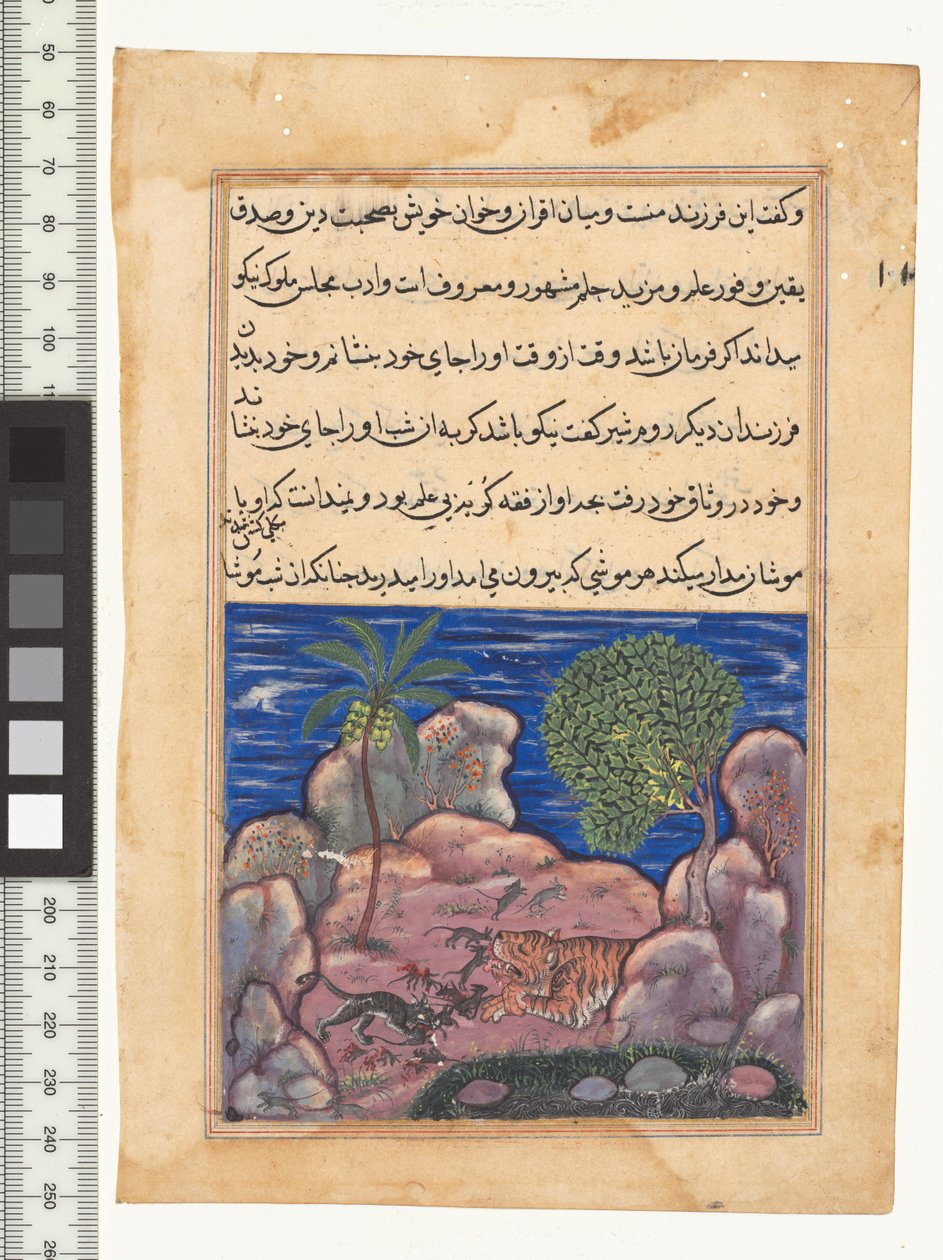Fortælling XV, Katten angriber musene, der forstyrrer løven, illustration fra "Tuti-Nama", ca. 1560. Indien, Mughal, Akbars regeringstid, 1500-tallet af Persian School