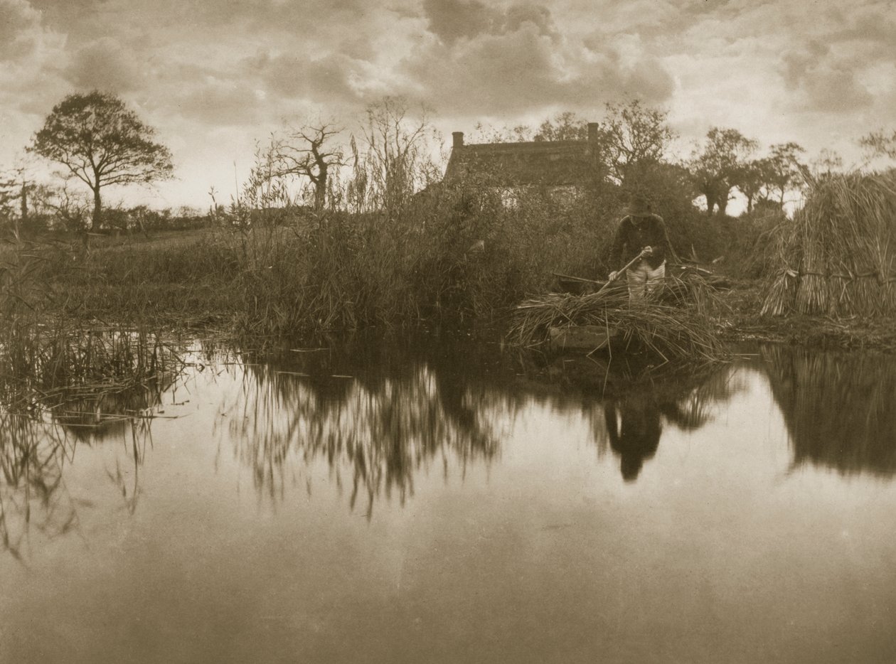 Gathering the Gladdon, ca. 1886 af Peter Emerson und Thomas Goodall