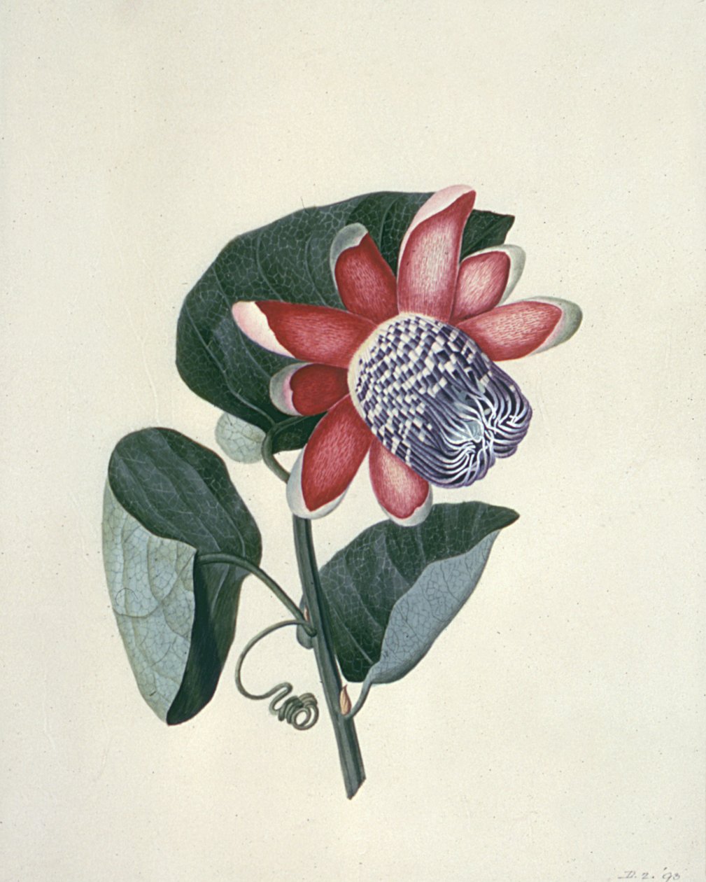 Blomsterstudier, 1700-tallet af Peter Brown