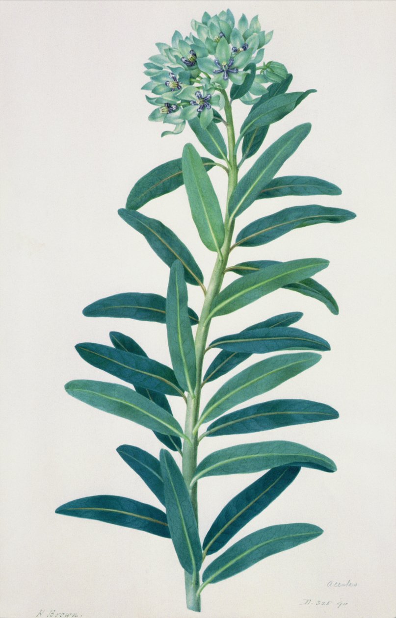 Gladioli, 1700-tallet af Peter Brown