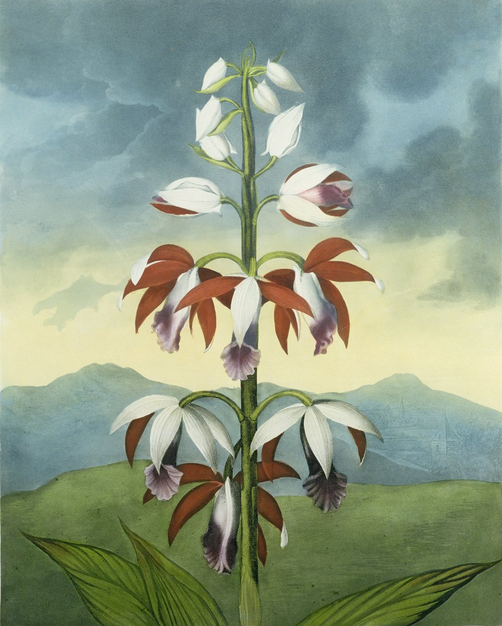 Den kinesiske Limodoron, graveret af Landseer, fra "The Temple of Flora" af Robert Thornton, udgivet af Robert Thornton. 1802 af Peter Charles Henderson