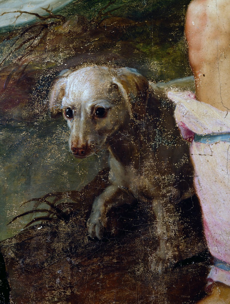 Hund, detalje fra Nativity, maleri af Pieter Candid eller Pieter de Witte (ca 1548-1628), Holland af Peter Candid