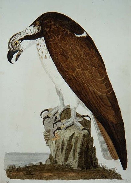 The Bald Buzzard, plade fra 