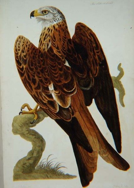 Dragen (Milvus milvus) eller Glead, plade fra 