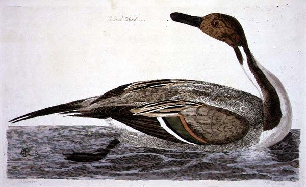 Pintail Duck (Anas acuta) pladen fra 