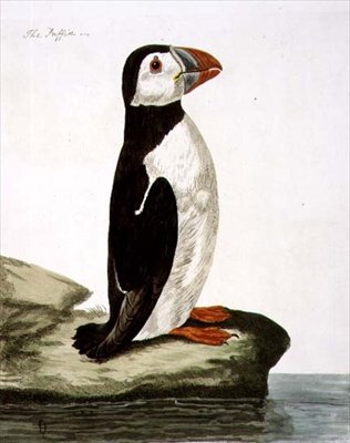 Puffin (Fratercula arctica) pladen fra 