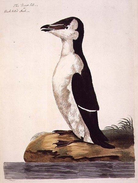 Razorbill (Alca torda) eller Black-Billed Auk, plade fra 