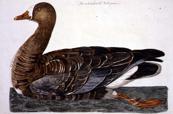 The White-Fronted Goose (Anser albifrons) plade fra 