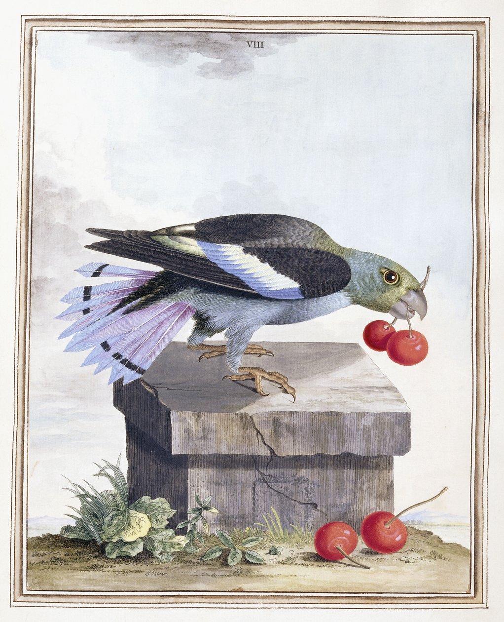Plate VIIIdani af Peter Brown