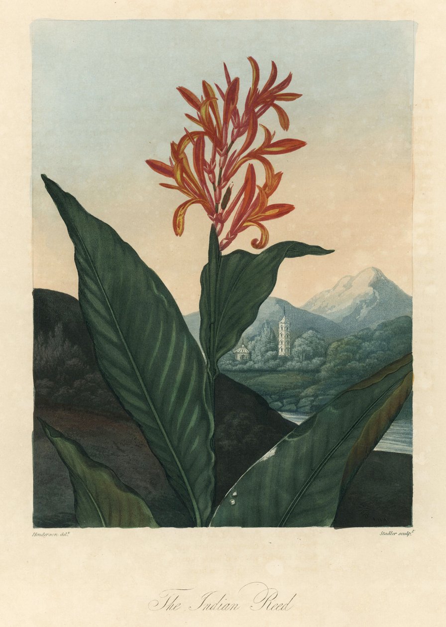 Rødt eller Conflore eller Toloman Forte vand, fra The Temple of Flora, af Dr. Robert Thornton (1768-1837) af Peter Charles (after) Henderson