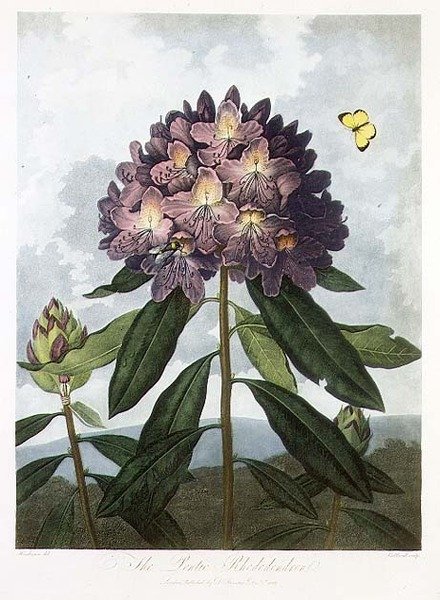 Den pontiske Rhododendron, graveret af Caldwell, fra "The Temple of Flora" af Robert Thornton, udgivet af Caldwell. 1802 (farvelitografi) af Peter Charles (after) Henderson