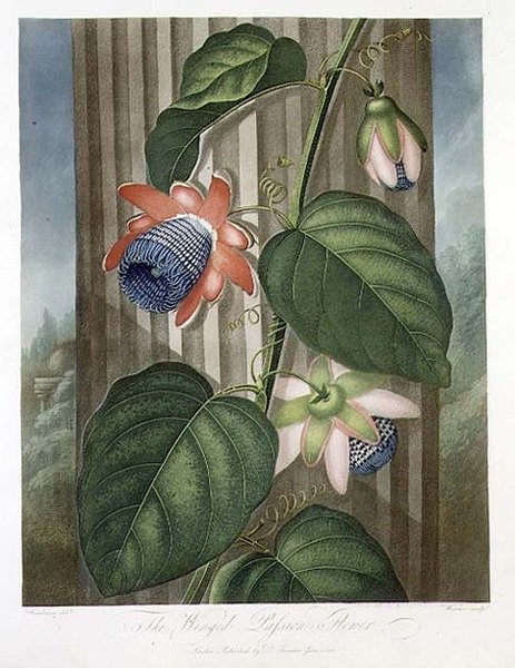The Winged Passion Flower, indgraveret af Warner, fra 