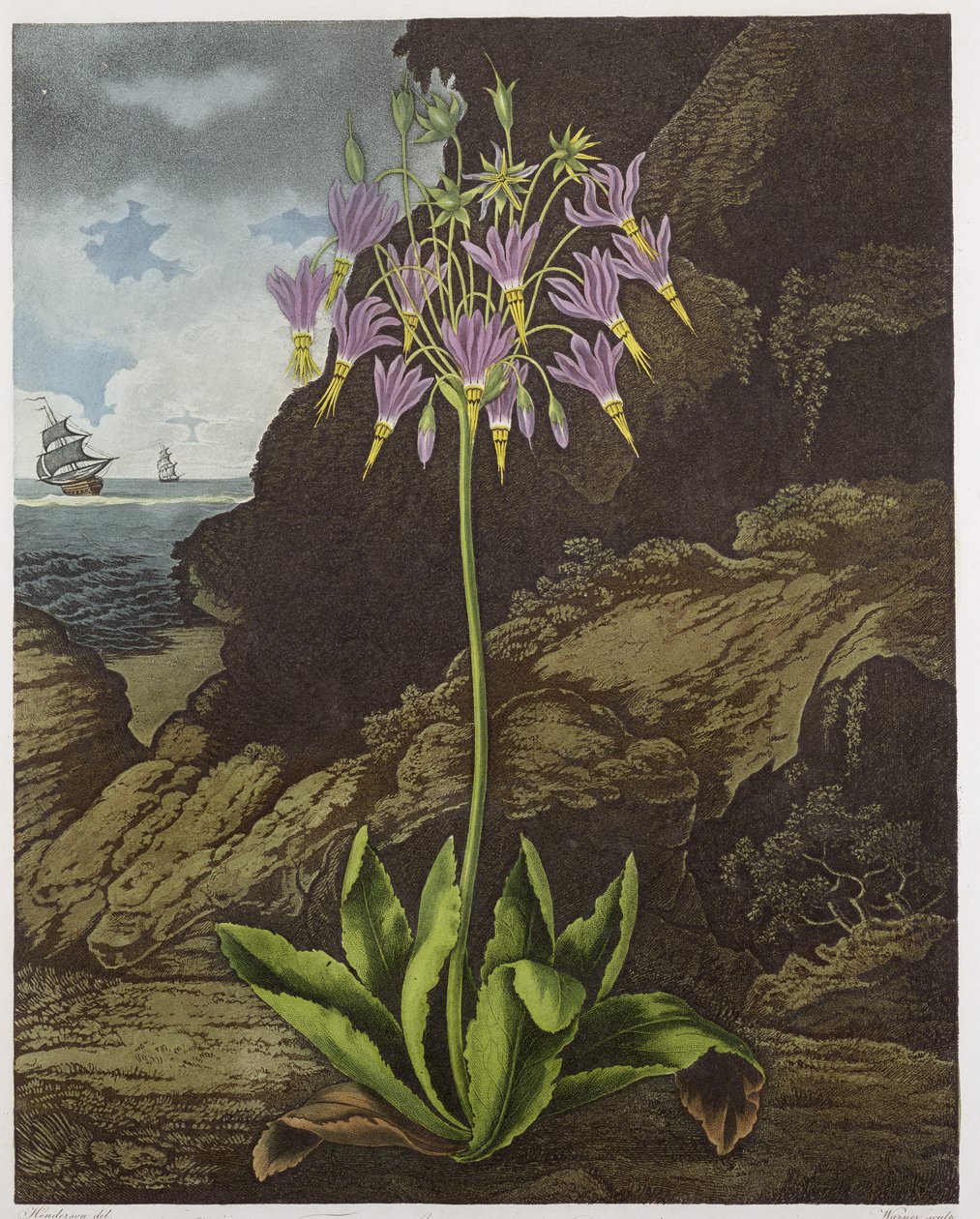 The American Cowslip, indgraveret af Warner, fra 
