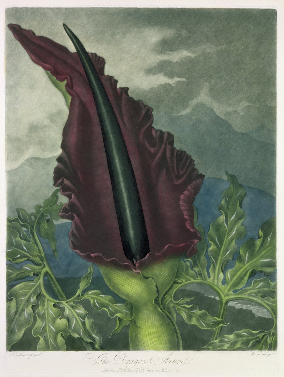 The Dragon Arum, indgraveret af Ward, fra 