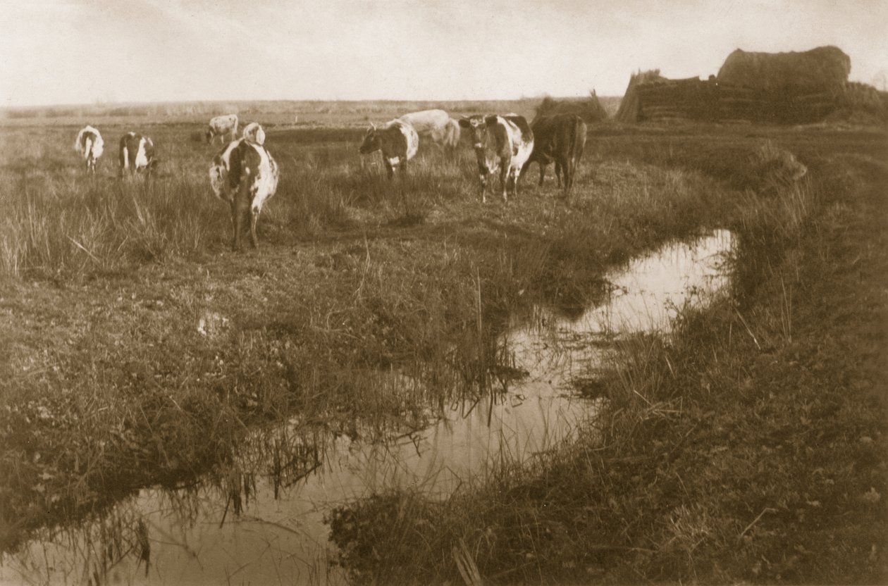 Kvæg på Marsken, ca. 1886 af Peter Emerson und Thomas Goodall
