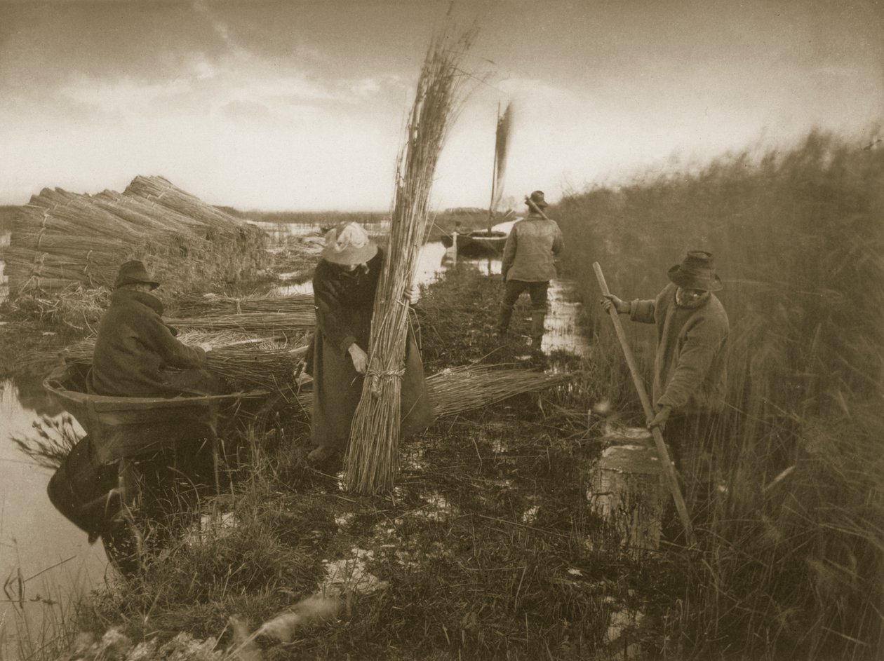 Under Reed Harvest, Life and Landscape on the Norfolk Broads, c.1886 af Peter Emerson und Thomas Goodall