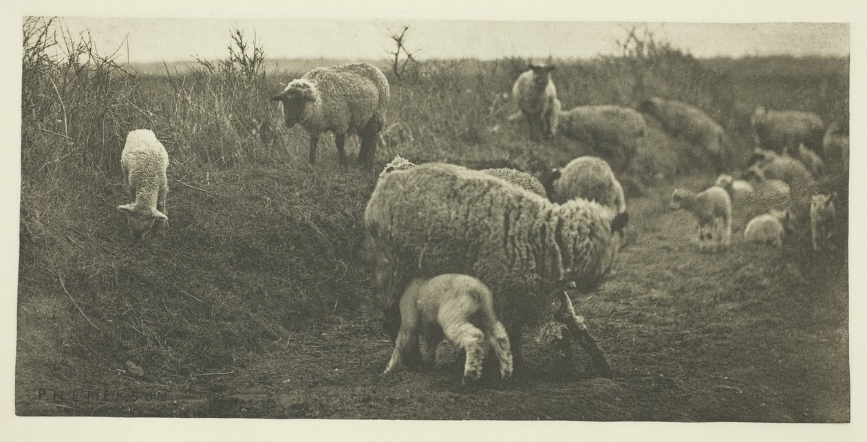 A Pastoral March (Suffolk) af Peter Henry Emerson