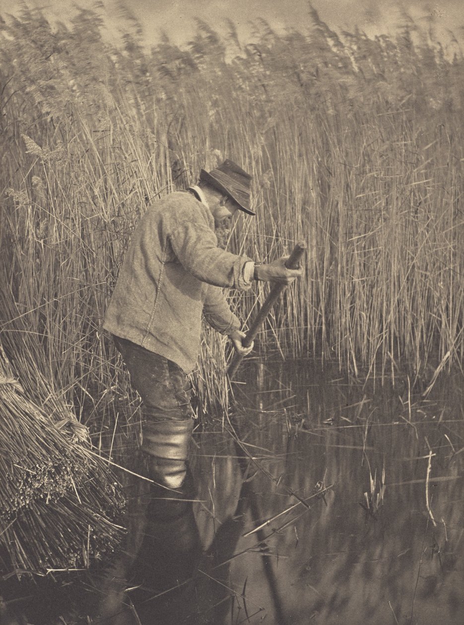 En rørskærer på arbejde af Peter Henry Emerson
