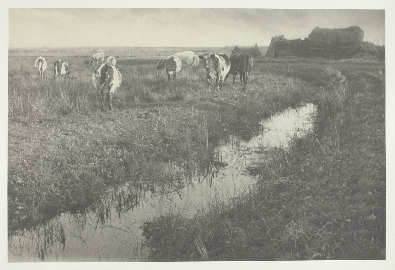 Kvæg på marsken af Peter Henry Emerson