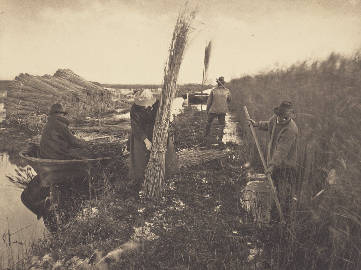 Under rørhøsten af Peter Henry Emerson