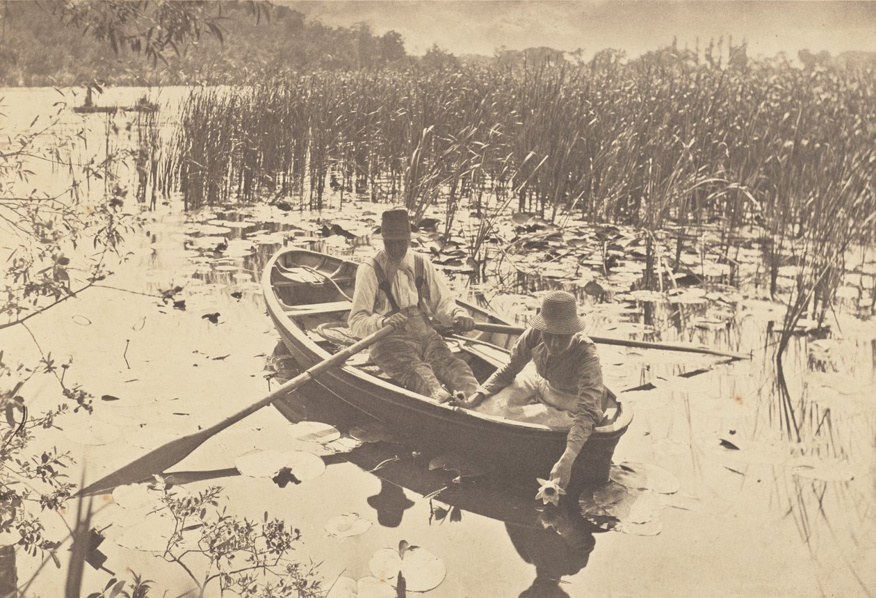 Indsamling af åkander af Peter Henry Emerson