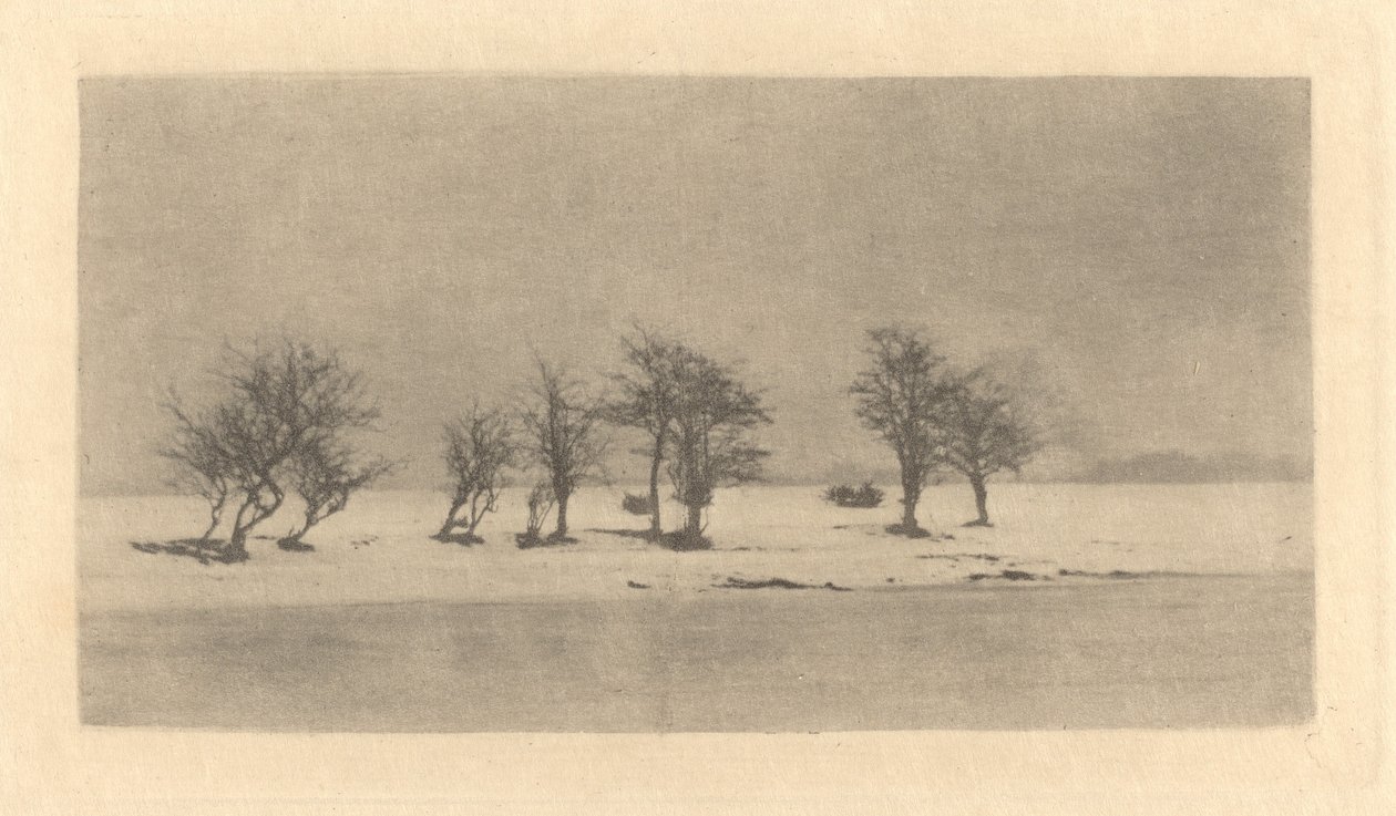 knudrede tornetræer af Peter Henry Emerson