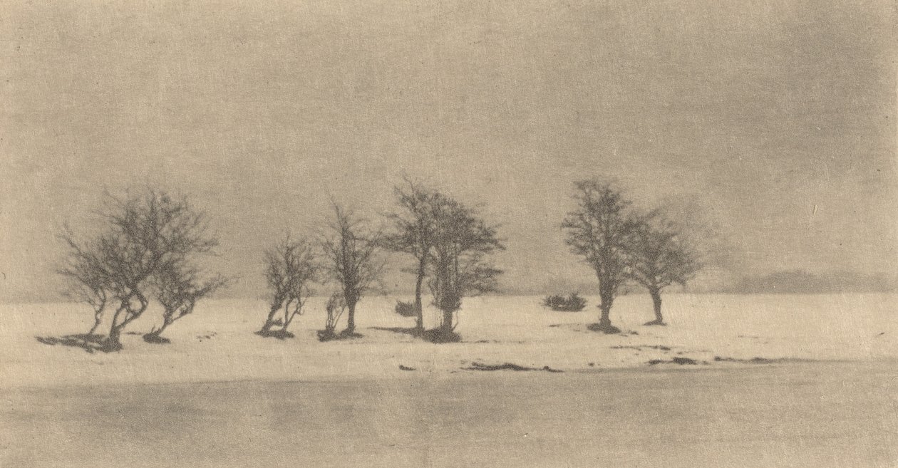 knudrede tornetræer, ca. 1890, trykt ca. 1895. af Peter Henry Emerson
