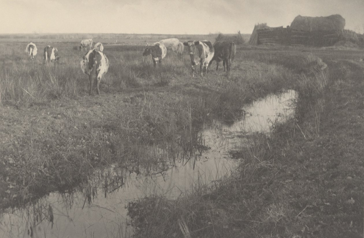 Kvæg på Marsken af Peter Henry Emerson and T.F. Goodall