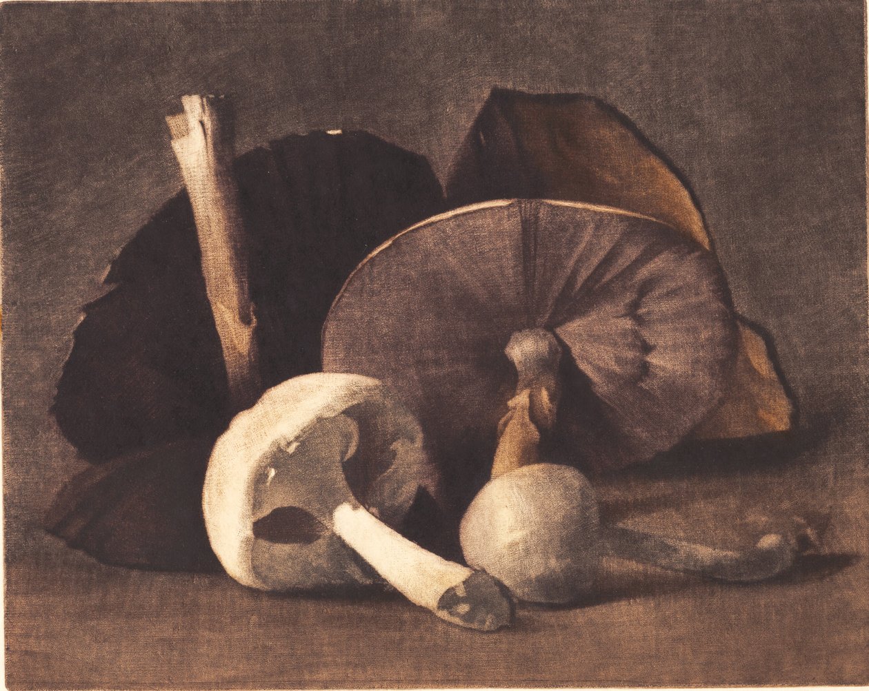 Hvid champignon af Peter Vilhelm Ilsted