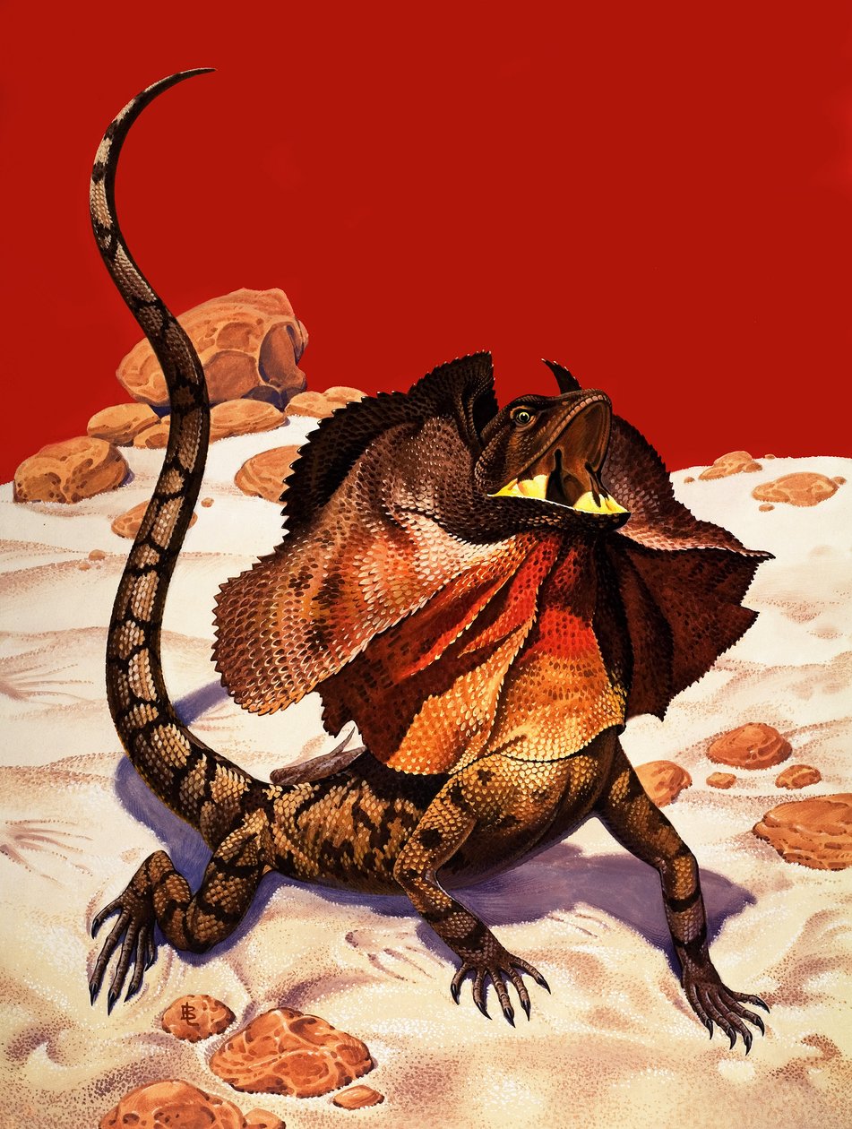 Frilled Lizard (gouache på papir) af Peter Jackson