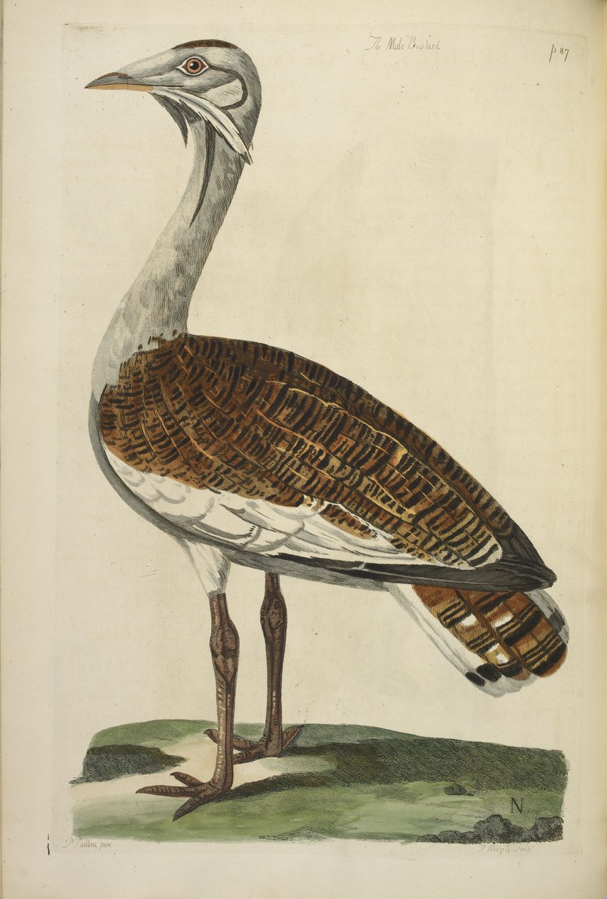 The Male Bustard, illustration fra 
