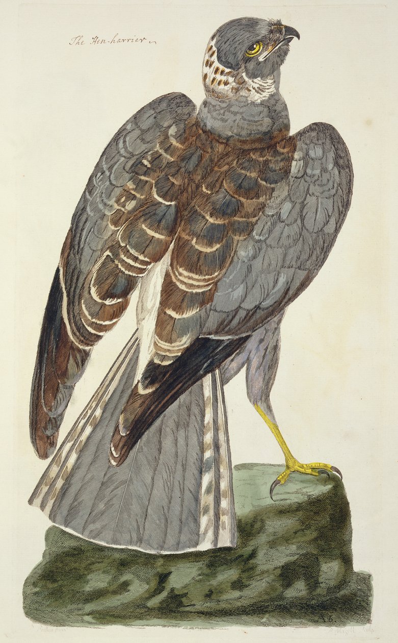 Hønsehøgen (Circus cyaneus) pladen fra 