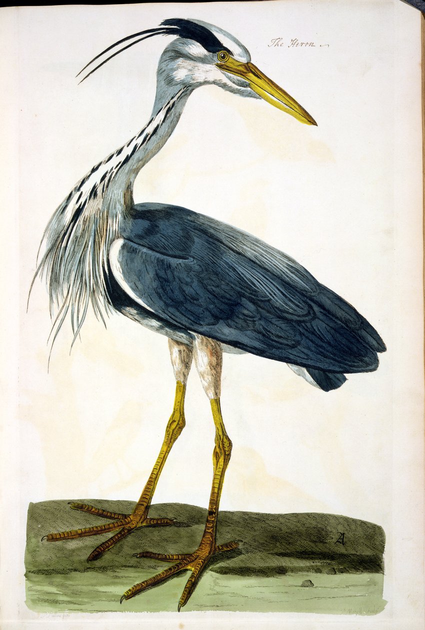 Hjejlen (Ardea cinerea) plade fra "The British Zoology, Class II: Birds", graveret af Peter Mazell (fl.1761-97) 1766 af Peter Paillou