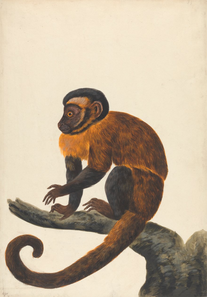 En kapuciner af Peter Paillou the younger