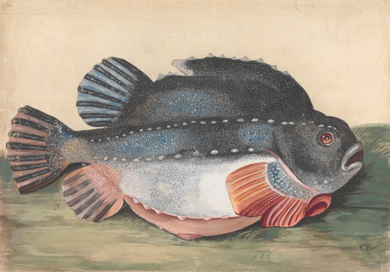 Klumpsuger (han) af Peter Paillou the younger