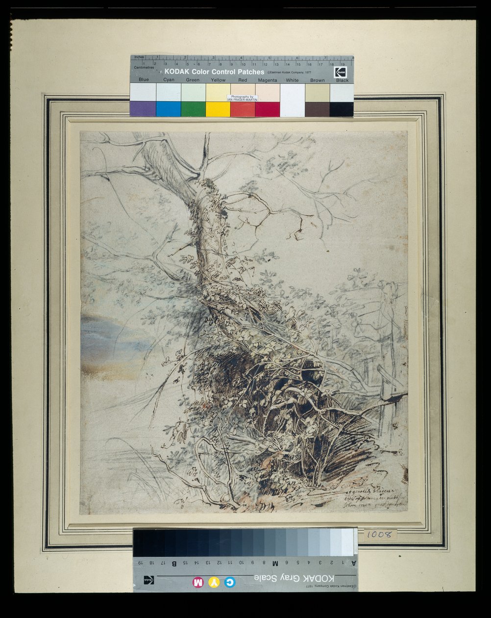 Et døende træ, dets stamme dækket af torne, ved siden af et hegn, ca. 1618-20 (pen & blæk over kridt med vask på papir) af Peter Paul Rubens