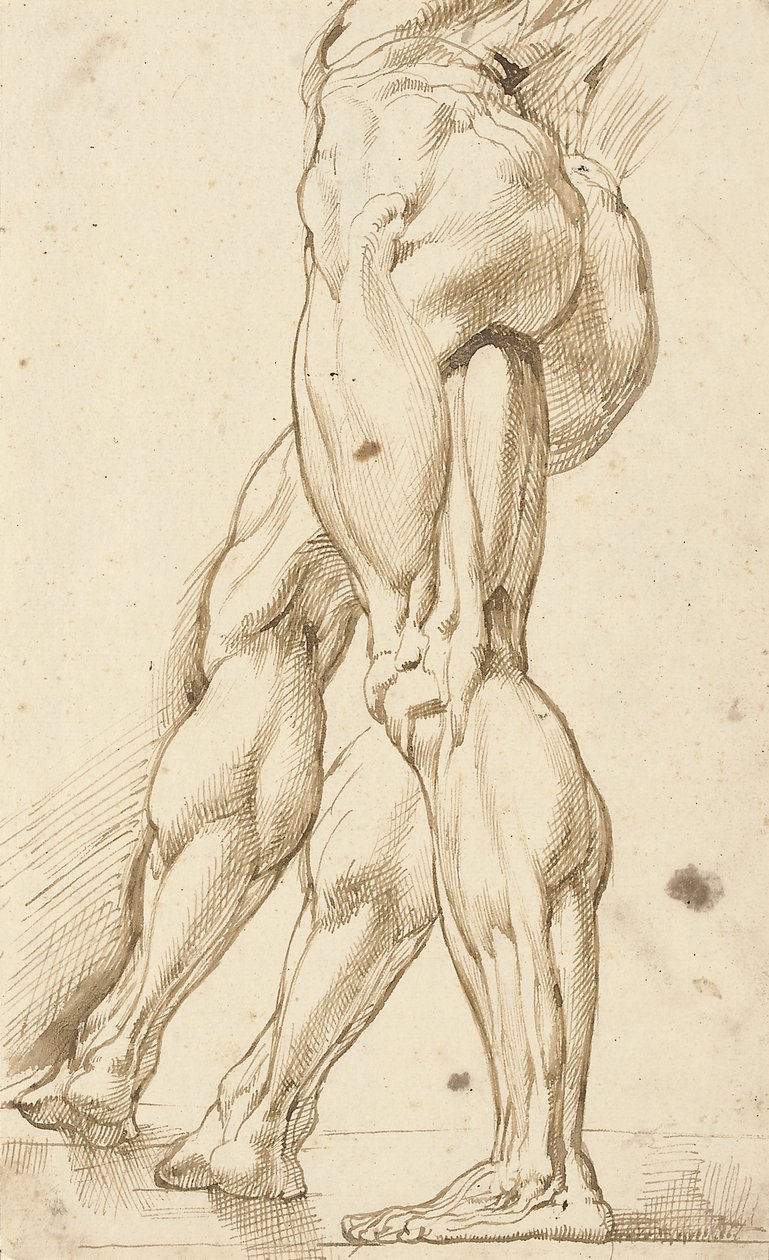 En écorché undersøgelse af benene på en mandlig nøgen, med en subsidiær undersøgelse af højre ben af Peter Paul Rubens