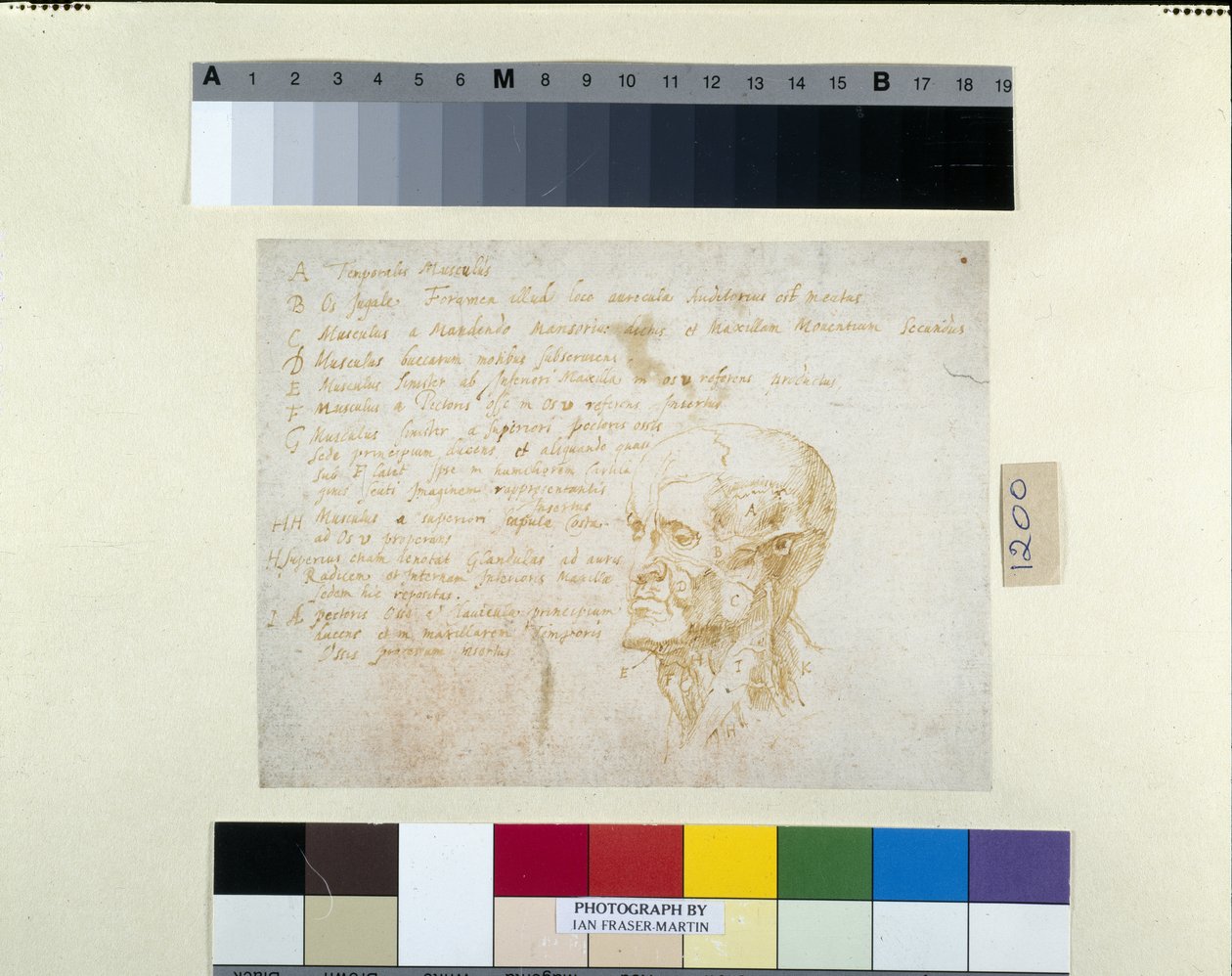 Ecorché hoved, med kejser Galbas træk (pen og brunt blæk på hvidt papir) af Peter Paul Rubens